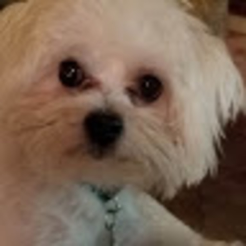 Meet your Posher, Hs